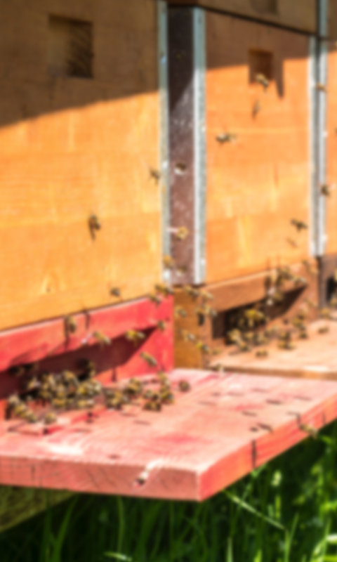 Bienenbeute mit Bienen vor dem Flugloch