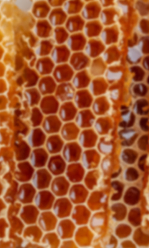 Unverdeckelte Honigwabe mit glänzendem Honig darin