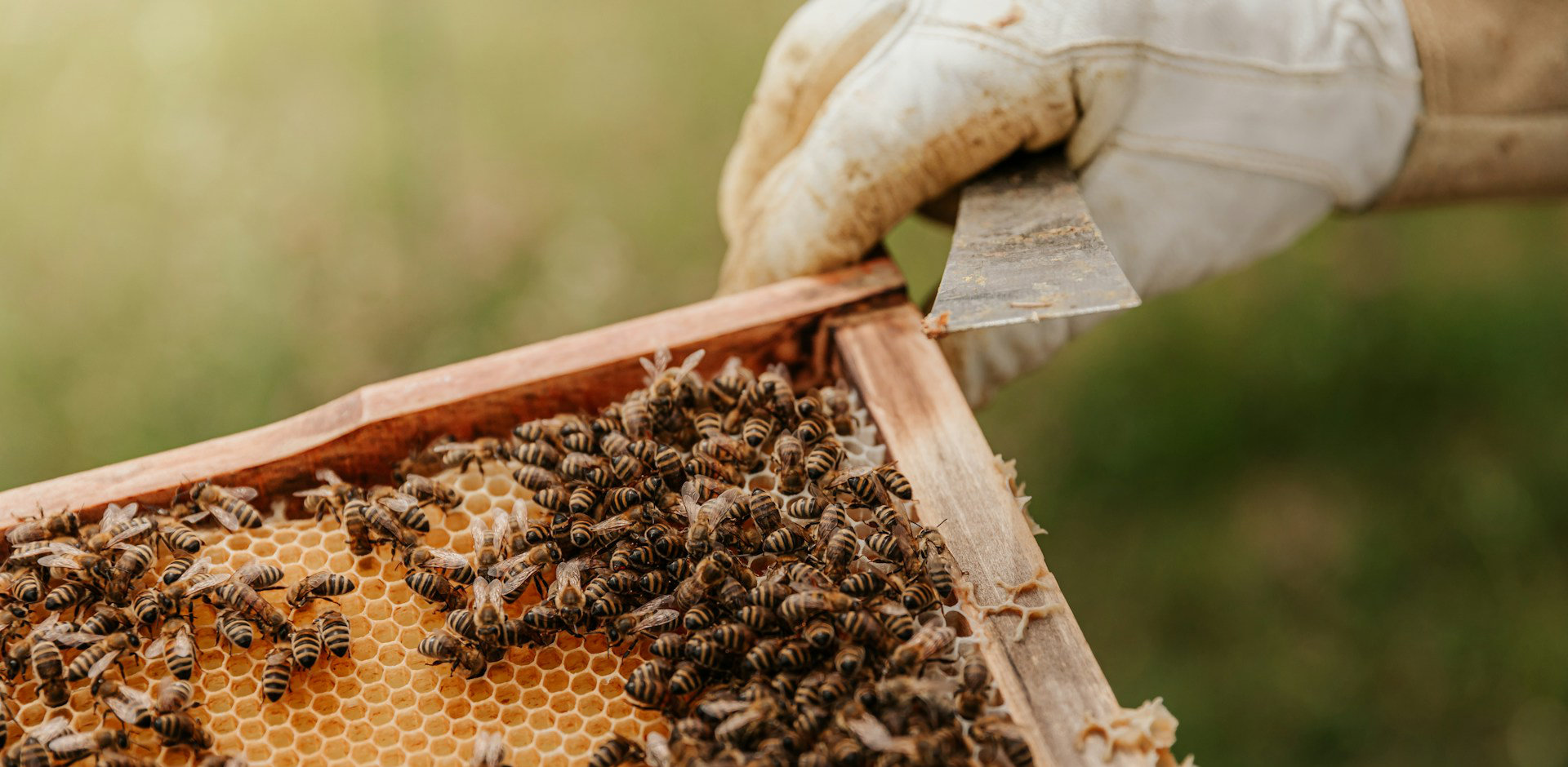 Imker hält eine Bienenwabe in der Hand